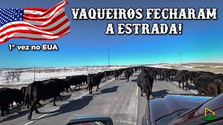 VAQUEIROS FECHARAM A ESTRADA COM GADO NOS ESTADOS UNIDOS