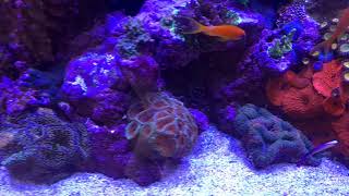 Reef tank