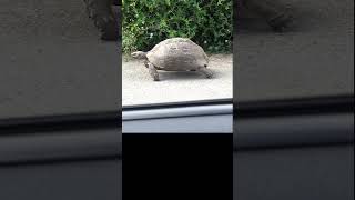 Funky Tortoise on the Move Watch This Cool Reptile in Action!