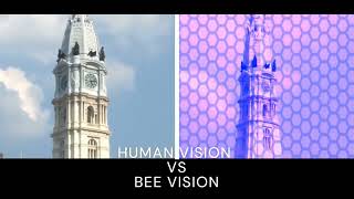 Human Vision VS Bee Vision