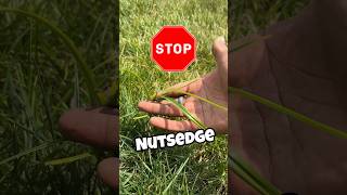 Do NOT Do This! Nutsedge #shorts