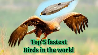 the fastest birds in the world // when in pursuit of prey.... @bagbillion1630