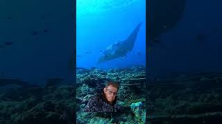 Manta haciendo su aparición estelar #buceo #zoolander #manta