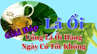 Giải Đáp Uống Lá Ổi Hàng Ngày Có Tốt Không, Những Ai Thì Tuyệt Đối Không Được Uống Lá Ổi