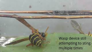 Wasps 8  -  Paper Wasp tried to sting multiple times