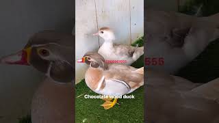 Vịt gỗ chocolate siêu hot 2024 #vitkieng #duck #animals #birds