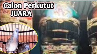 Top... !!! Suara Anakan Perkutut Bangkok  || Anggungan perkutut Derkuku puter