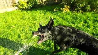 My dog is fighting against the garden hose :D