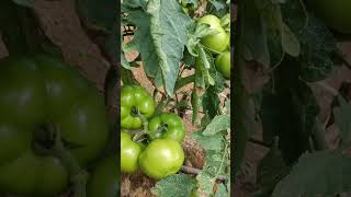 roça de tomate SERATON #shorts #short #agro #tomate #roça #campo #rural