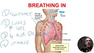 The science of breathing  - VELS Science