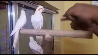 Dancing cockatielbird