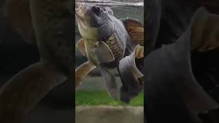 Most Weird & Majestic Animals #usa #viral #shorts #fish #zoo #world #weird #wildanimals #scroll #no