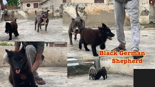 #germanshepherd #germanshepherd #blackgermanshepherdinindia 7988570530