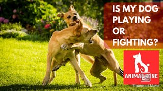 is my dog playing or fighting? | fighting or playing |  🤔🤔🤔🤔