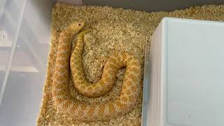 ¿Que Morphs hay en los heteredones nasicus/ hocico de cerdos / hognose? *Español:Castellano*