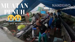 Muatan penuh sampe ikan nya berhamburan . Japan 2024