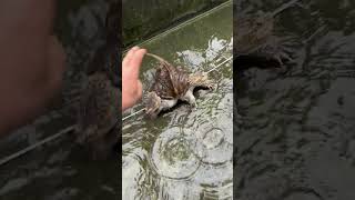 How Twin head Alligator Snapping Turtle walk