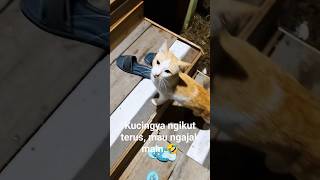 Kucingnya ngikut terus, mau ngajak main. sampe ngamuk.