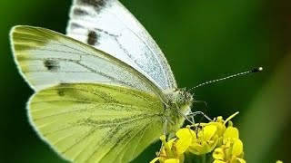 Butterfly...  (Бабочка...) Релакс