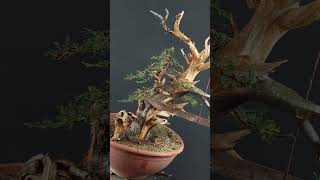 Bonsai techniques