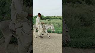 #donkey Race #youtubeshorts #shorts