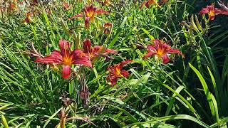 Hemerocallis 'Sammy Russell'(Daylily)🌺Clematis 'Stasik'(Clematis) Rebecca( เคล็มแม็ททิส/คำปองน้อย)