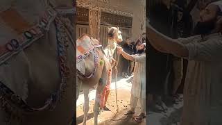 #animals Ziba Hone Wali video#camel #camel 😰🥲🥺😓😭😔🥰🐪🐫