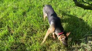 German shepherd dog runs at the garden