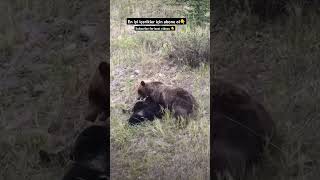 BROWN BEAR KILLED BLACK BEAR #dog #bear #kill #wildlife #nature #subscribe #follow #like #love #hit