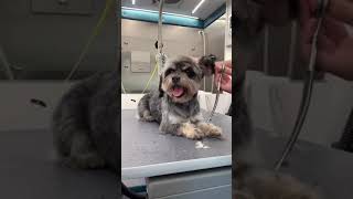 Old Man Puppy Toby Dog Grooming | LIVE