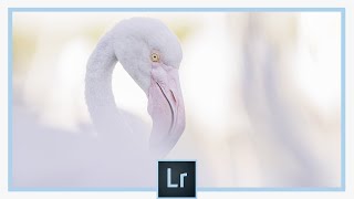 Retouche photo d'un flamant rose de Camargue