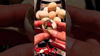 p570 | Balut eggs are super delicious #asmr #mukabang #funny