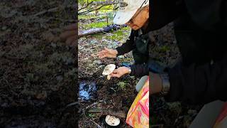 Got excited for the goodies (Matsutake)  #shortvideo #pnw #fyp #king #outdoors #reels