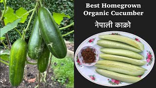 Homegrown Organic Cucumber | Nepali Kakra UK | नेपाली काक्रा | Nepali Family UK | Nepali Garden UK