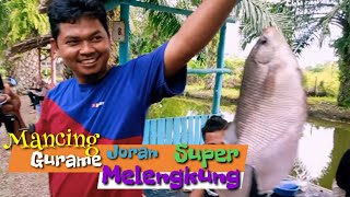 Mancing Gurame Joran Super Melengkung