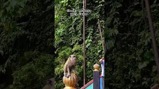 The Cheeky Monkeys on the Steps at Batu Caves #shorts #viral #travel #cave