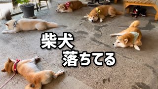 柴犬６匹多頭飼いの「柴犬落ちてる」は最高です！