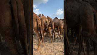 تحاول الجمال المضي قدمًا وهناك حواجز أمامها #camel #shortvideo #shorts #villagelife #camellife