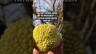 Bu meyvenin adını ve mucizevi faydalarını bilen var mı ? #shorts #keşfet #fyp #meyve #tropical #akış