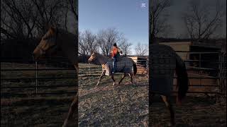 🤩 #horse #equestrian #riding #horsegirl #youtubevideo #horsey