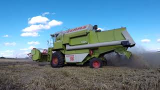 Druga część Żniw 2021 claas dominator 98s w akcji