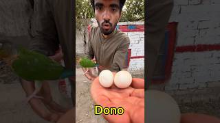 Parrot ky Itne bary eggs #minizoo #myminizoo #pets #eggs