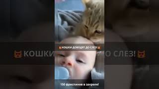 🐾Кошки-комики: смешные приколы, которые рассмешат!😹 Выпуск 805