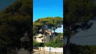 L’arbre parasol en 💙 Méditerranée PIN  parasol Pinus pinea