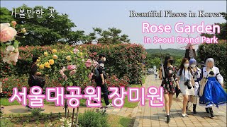 장미축제 /서울대공원 장미원/가볼만한 곳 #006/국내추천여행지/Rose Garden in Seoul Grand Park/Beautiful Places in Korea