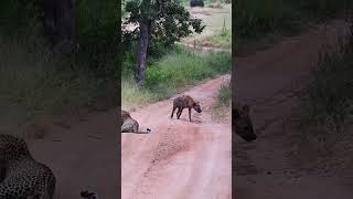 Hyena Makes Big Loop Around Leopard