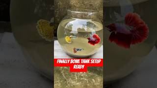 Finally bowl tank setup ready #bowlsetup #bowlfish #bowltank #fishbowlsetup #fishbowl #youtubeshorts