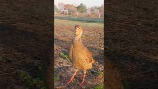 Greyfrancolin #teetarkiboli #viral