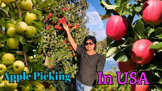 Apple picking vlog in USA l pick your own apple l Apple farm in USA l Telugu vlog - 3