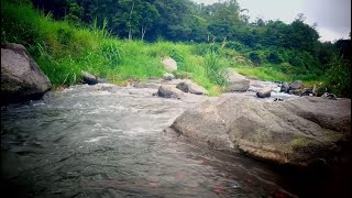 NO ADS 🌿 Peaceful Hidden Forest Cascade | Relaxing Water Sounds | 8 Hours Nature Sounds